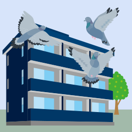 pigeon-apartment